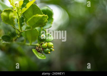 Nahaufnahme der Kaffir-Limettenblume und ihrer Blätter, die in tropischen Farmen wachsen. kaffir Limes ist eine Art Zitrusfrucht, die im Garten wächst. Es wird verwendet für Stockfoto