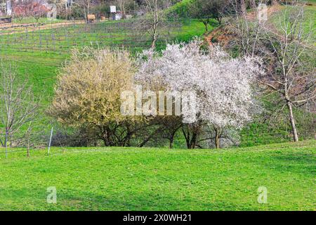Blühende Mandelbäume im Frühling auf einer grünen Wiese. Ländliches Grünfeld im Frühling Stockfoto