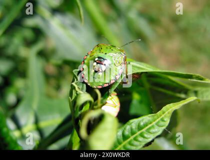 Stinkkäfer auch bekannt als Sheild Bug Stockfoto