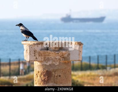 Kapuzenkrähe (Corvus Corone), auf einer römischen Säule im Archäologischen Park, Paphos, Zypern Stockfoto