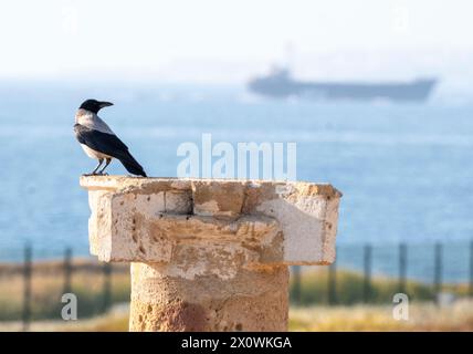 Kapuzenkrähe (Corvus Corone), auf einer römischen Säule im Archäologischen Park, Paphos, Zypern Stockfoto