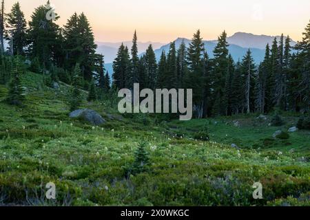 Paradise Valley bei Sonnenuntergang. Mount Rainier National Park. Bundesstaat Washington. USA. Stockfoto