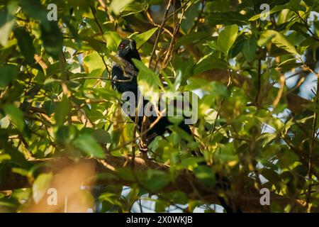 . Greater Coucal Sitzt Auf Dem Zweig Des Baumes Stockfoto