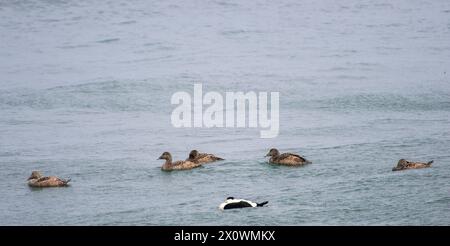 Dieses fesselnde Stockbild zeigt eine männliche Eiderente, Somateria mollissima, begleitet von fünf weiblichen Eidern, die auf der Ostsee schwimmen, mit se Stockfoto