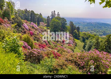 Der Rhododendronhügel im Park von Burcina „Felice Piacenza“, Provinz Biella, Piemont, Italien Stockfoto