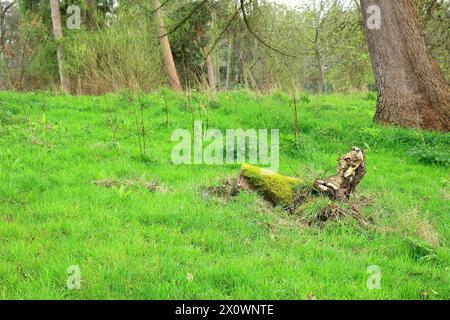 Ein moosbedeckter umgestürzter Baum in einer Waldlandschaft Stockfoto
