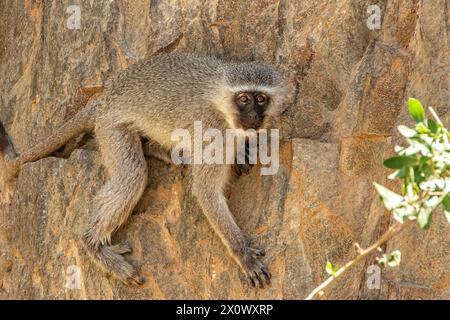 Der Affe klettert auf einer Klippe. Stockfoto