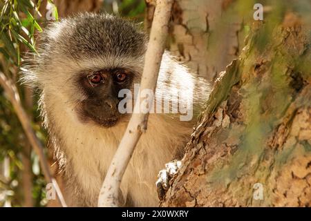 Vervet Affe in einem Feigenbaum Stockfoto