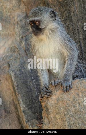 Der Affe sitzt auf einer Klippe. Stockfoto