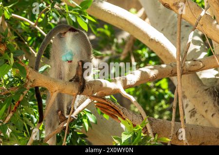 Vervet Monkey klettert in einem Feigenbaum mit hellblauen Genitalien. Stockfoto