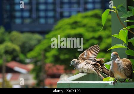 Nahaufnahme von Wild Zebra Dove Spread Flügel im Sonnenlicht Stockfoto