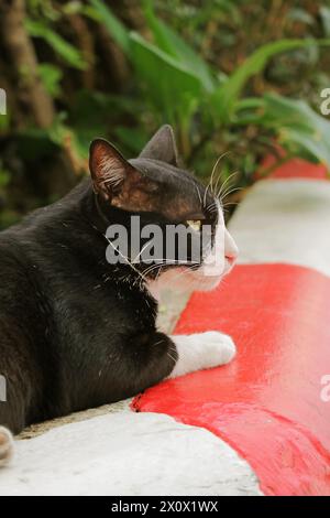 Nahaufnahme einer niedlichen Tuxedo Katze, die sich am Vorhof erholt Stockfoto