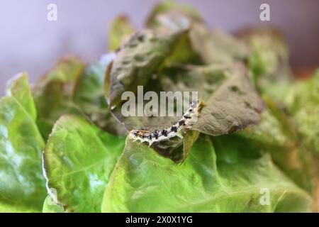 Nahaufnahme einer Raupe, die auf geernteten Bio-Roteichen-Salaten krabbelt Stockfoto