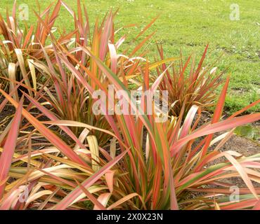 Neuseeländische Flachs- oder neuseeländische Hanfblätter mit Bronze-, Grün- und rosafarbenen Streifen. Phormium-Tenax-Pflanzen. Stockfoto