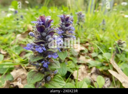 Ajuga reptans, Bugle, Blue Bugle, Bugleherb, Bugleweed, Teppichkraut, Teppichkeule, gewöhnlicher Bugle oder St. Lawrence Pflanze mit blauen Blumen Nahaufnahme. Stockfoto