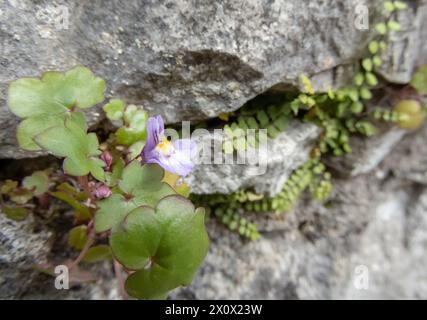 Efeublättrige kröte violette Blüte mit gelben Flecken und Blättern in Nahaufnahme. Cymbalaria muralis oder Kenilworth-Efeupflanze. Stockfoto