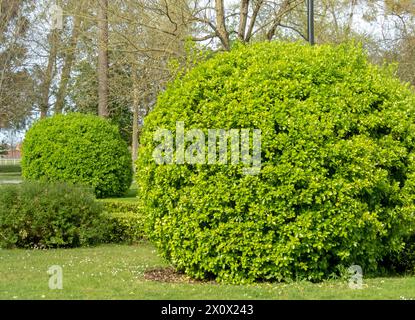 Immergrüne Spindel oder japanische Spindel hellgrün geschnittene Sträucher. Kugelform mit glänzendem Laub. Euonymus japonicus Zierpflanzen in der Stockfoto