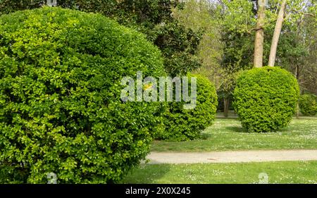 Immergrüne Spindel oder Euonymus japonicus hellgrün geschnittene Sträucher. Kugelform mit glänzendem Laub. Japanische Spindel-Zierpflanzen in der Stockfoto