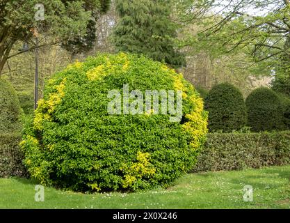 Euonymus japonicus oder immergrüne Spindel hellgrün geschnittener Sträucher mit gelben Flecken. Kugelform mit glänzendem Laub. Japanisches Spindelschmuck Stockfoto