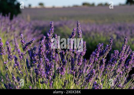 Lavendelblüten im Frühjahr auf ihren Feldern Stockfoto