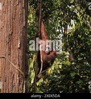 Orang-Utan hängt in einem Baum im Dschungel von Sarawak, Malaysia Stockfoto