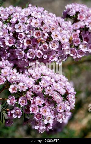 Rosafarbene Blüten der australischen Paddys rosa Hybride aus Chamelaucium Wachsblume und Verticordia Federblume, Familie Myrtaceae Stockfoto