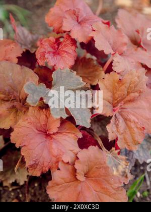 Rote heuchera und Pflanzen im Sommergarten. Nahaufnahme der Pflanze Stockfoto