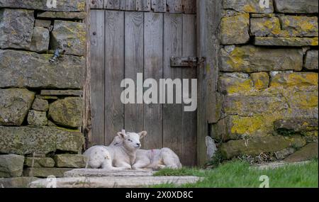 Zwei Zwillingslämmer kuscheln sich in der Tür einer alten verlassenen Scheune zusammen. Yorkshire Dales National Park, Großbritannien. Stockfoto