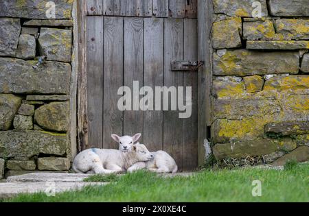 Zwei Zwillingslämmer kuscheln sich in der Tür einer alten verlassenen Scheune zusammen. Yorkshire Dales National Park, Großbritannien. Stockfoto