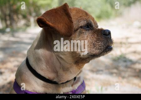 Nahaufnahme des Hundes Nami mit frisch geschnittenem Haar Stockfoto