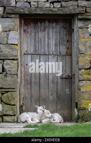 Zwei Zwillingslämmer kuscheln sich in der Tür einer alten verlassenen Scheune zusammen. Yorkshire Dales National Park, Großbritannien. Stockfoto