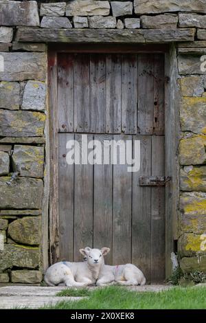 Zwei Zwillingslämmer kuscheln sich in der Tür einer alten verlassenen Scheune zusammen. Yorkshire Dales National Park, Großbritannien. Stockfoto