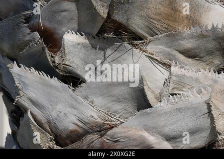 Palmenstamm aus der Nähe beobachtet. Die Rinde besteht aus abgeschnittenen Blättern. Die Reste der Blätter bilden ein unregelmäßiges Muster. Stockfoto