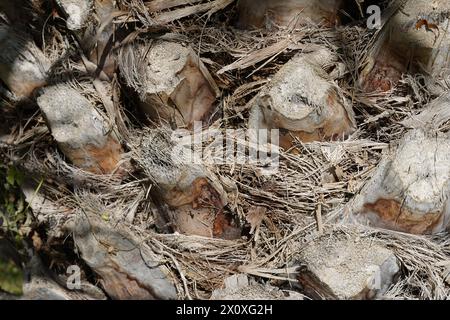 Nahsicht auf den Palmenstamm. Die Rinde kosiert abgeschnittene Blätter. Die Reste der Blätter bilden ein unregelmäßiges Muster. Stockfoto