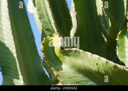 Kaktusstämme im Lateinischen, genannt Pachycerus gaumeri, wachsen im Freien. Das Detail zeigt Knospen auf den Rippen als Zeichen der kommenden Blüte. Stockfoto