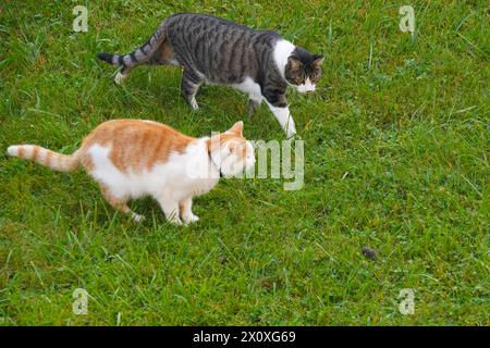Zwei Katzen, die eine Maus über eine Wiese verfolgen, mit Platz für Kopien, aufgenommen aus einem Hochwinkel. Stockfoto