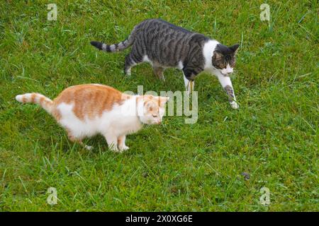 Zwei Katzen jagen eine Maus auf der Wiese mit etwas Kopierraum. Aufnahme in Hochwinkelansicht. Stockfoto