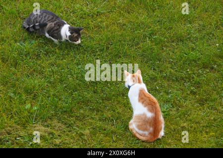 Zwei Katzen jagen eine Maus auf der Wiese mit viel Kopierraum. Aufnahme in Hochwinkelansicht. Stockfoto