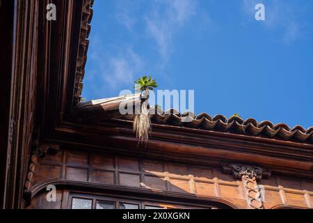 Aeonium urbicum (Unterteller Pflanze) wächst auf dem Dach auf Teneriffa, Kanarischen Inseln Stockfoto