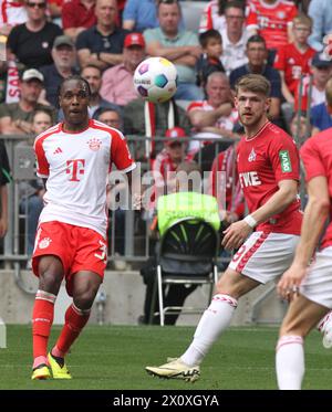 MÜNCHEN, Deutschland - 13. April 2024: 39 Mathys TEL während des Bundesliga-Fußballspiels zwischen dem FC Bayern München und 1. FC KOELN, KÖLN in der Allianz Arena in München am 13. April 2024 , Deutschland. DFL, Fussball, 2:0 (Foto und Copyright bei ATP Images / Arthur THILL (THILL Arthur / ATP / SPP) Stockfoto