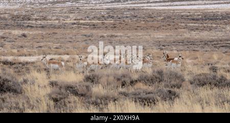 Eine Herde von Gabelhörnern (Antilocapra americana) in der Nähe des Seedskadee National Wildlife Refuge in Wyoming. Stockfoto