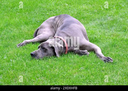 Haushund, Großdäne, Haushund, Deutsche Dogge, Chien, Dogue allemand, Canis Lupus familiaris, kutya, Német Hund Stockfoto