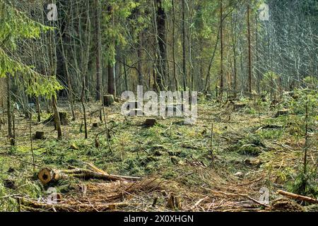 Baumstümpfe von den Tannen in der Winterlichtung, Blick auf den Frühling. Boreale Wälder (Europäische Fichte) Nordosteuropas Stockfoto