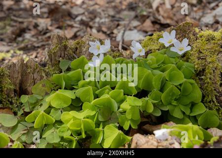 Sauerampfer, der im Wald wächst, auch Oxalis acetosella oder Waldsauerklee genannt Stockfoto