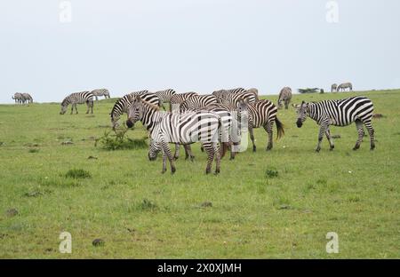 Eine kleine Herde von gewöhnlichen oder Ebenen Zebras (Equus quagga), die nach einem saisonalen Regen von üppigen Savannenrasen ernährt Stockfoto