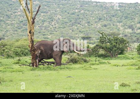 Afrikanischer Elefant (Loxodonta africana), ein junger erwachsener Bulle, der sich von den Überresten einer gelbgebellten Akazie ernährt Stockfoto