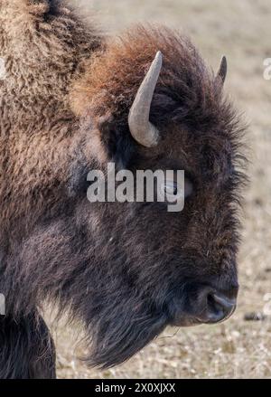 Ein junger amerikanischer Bison (Bison Bison) im Blue Mounds State Park in Minnesota. Stockfoto