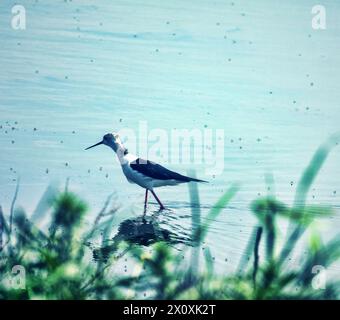 Gutes Beispiel für Appetitverhalten. Der Schwarzflügelpfahl (Himantopus himantopus) pickt von der Oberfläche des Salzteichs ab, wo Mücken und Fli schlüpfen Stockfoto