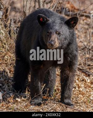 Ein amerikanischer Schwarzbär (Ursus americanus) mit Ohrmarken in Crex Meadows in Wisconsin. Stockfoto