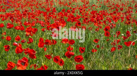 Rotes Feld. Riesige Mohnblühfelder an der Nordküste des Schwarzen Meeres, in der Frühlingssteppe. Kupferrose (Papaver rhoeas) Stockfoto